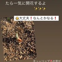 画像335